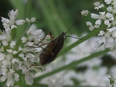 Oedemera barbara