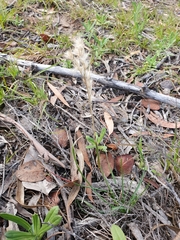 Rytidosperma tenuius