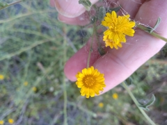 Pulicaria paludosa