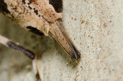 Graphisurus triangulifer