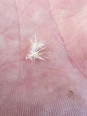 Rytidosperma tenuius