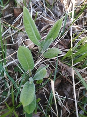 Saussurea pseudotilesii