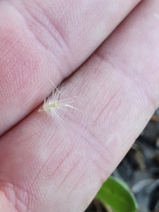 Rytidosperma tenuius