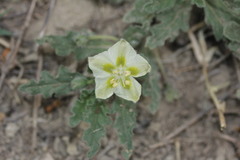 Chamaesaracha coniodes