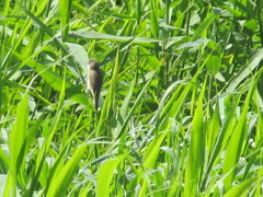 Acrocephalus dumetorum