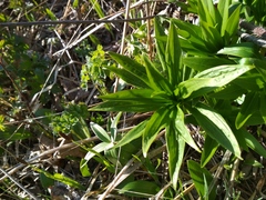Lilium debile