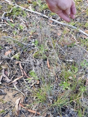 Aristida jerichoensis