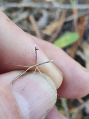 Aristida jerichoensis