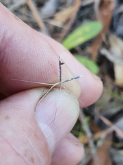Aristida jerichoensis
