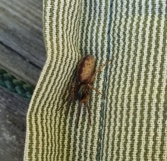 Segestria senoculata
