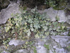 Asplenium ruta-muraria