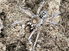Hoggicosa
