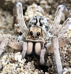 Hoggicosa