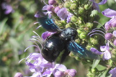 Xylocopa