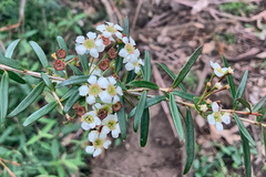 Sannantha pluriflora