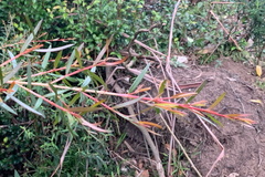 Sannantha pluriflora