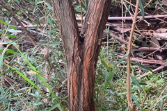 Sannantha pluriflora