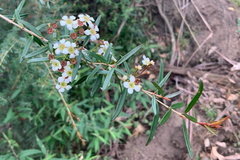 Sannantha pluriflora