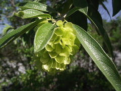 Neopringlea integrifolia