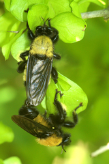 Laphria macquarti