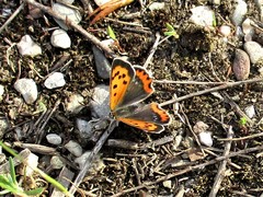 Lycaena phlaeas