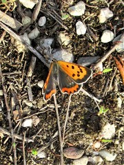 Lycaena phlaeas