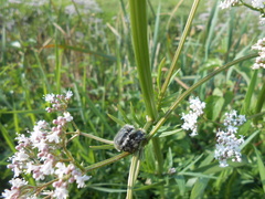 Tropinota squalida