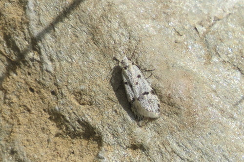 Symmoca signella