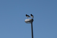 Haematopus ostralegus