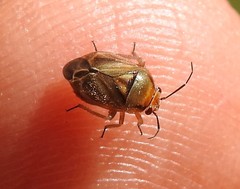 Strongylocoris obscurus