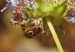 Strongylocoris obscurus