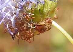 Strongylocoris obscurus