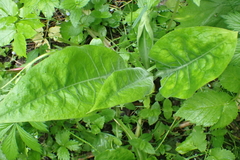 Inula