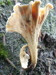 Cantharellus insignis