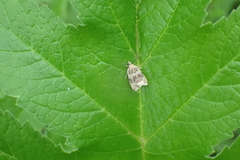 Syricoris lacunana