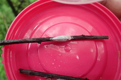 Zygaena osterodensis