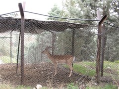 Dama mesopotamica