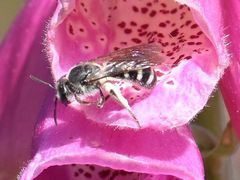 Lasioglossum sexnotatum