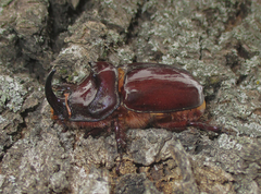 Oryctes nasicornis