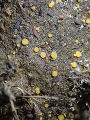 Cheilymenia raripila