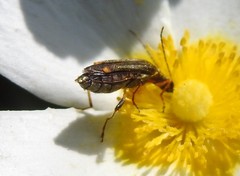Oedemera barbara