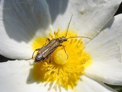 Oedemera barbara