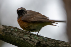 Phoenicurus phoenicurus