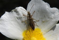 Oedemera barbara