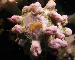 Cochleoceps orientalis