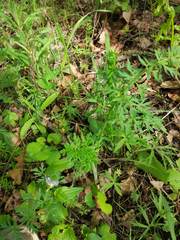 Silphiodaucus prutenicus