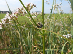 Tropinota squalida