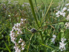 Tropinota squalida