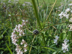 Tropinota squalida