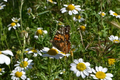 Vanessa cardui